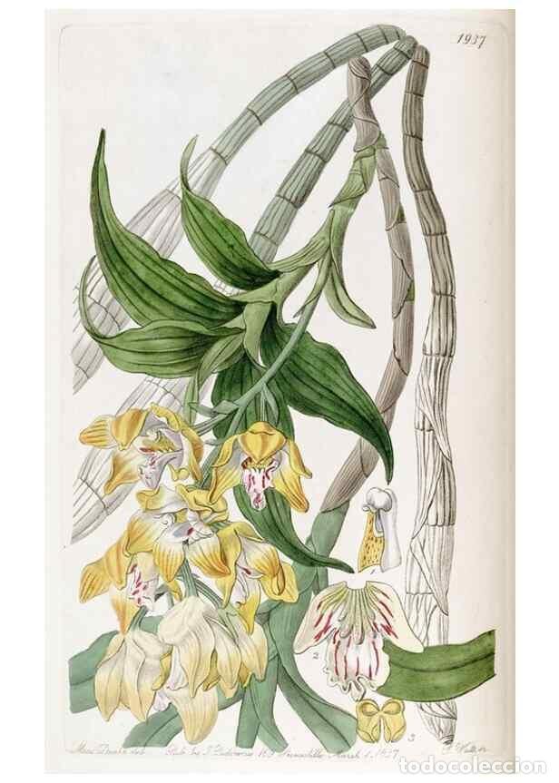 Collezionismo di Riviste e Giornali: Reproducci&oacute;n/Reproduction 49821487278: Edwards's botanical register.. London :James Ridgway,1829-184