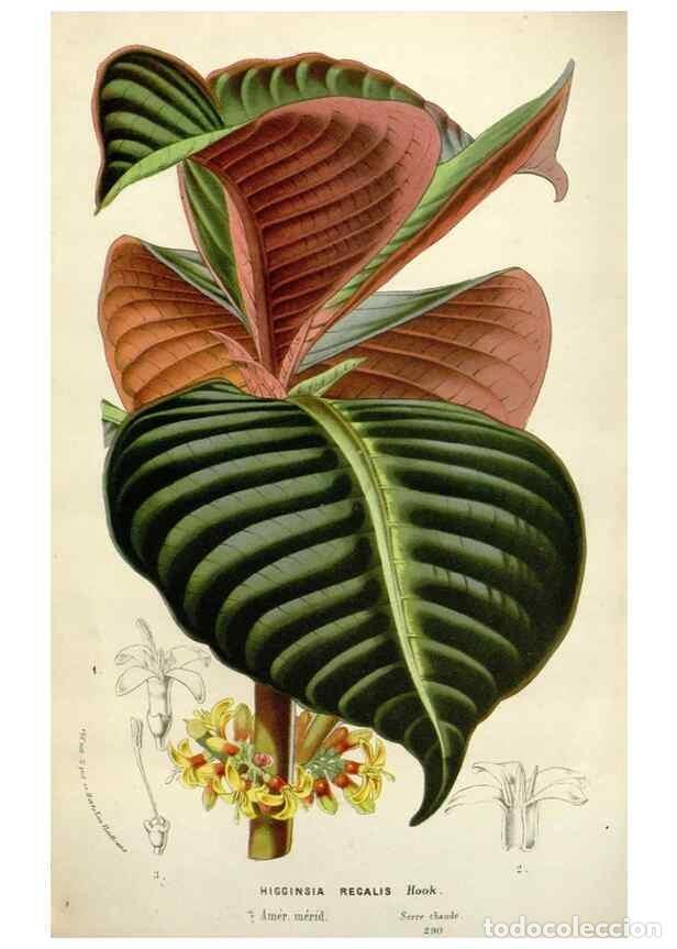 Collezionismo di Riviste e Giornali: Reproducci&oacute;n/Reproduction 49588954356: Flore des serres et des jardins de l'Europe. A Gand :chez Lou