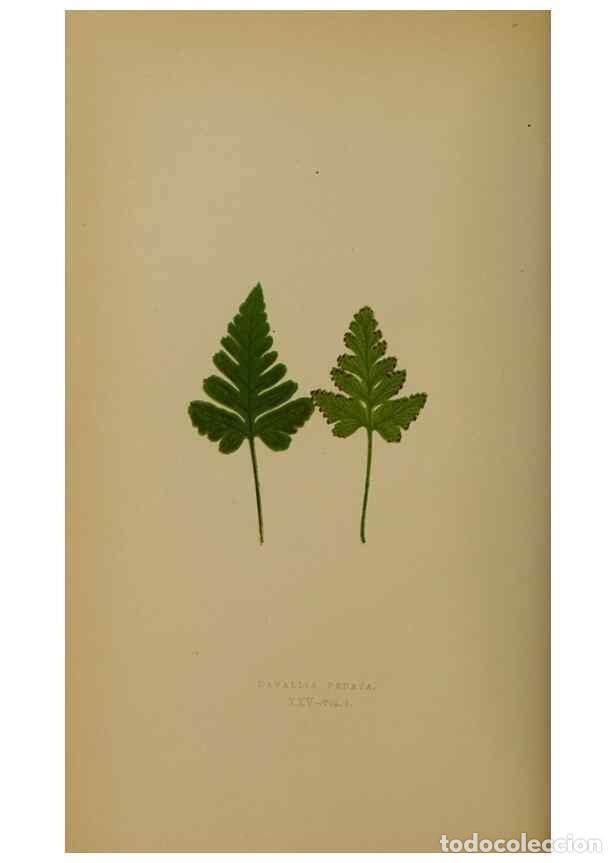 Collectionnisme de Revues et Journaux: Reproducci&oacute;n/Reproduction 49628476716: Ferns: British and exotic.... London,Groombridge and Sons,185