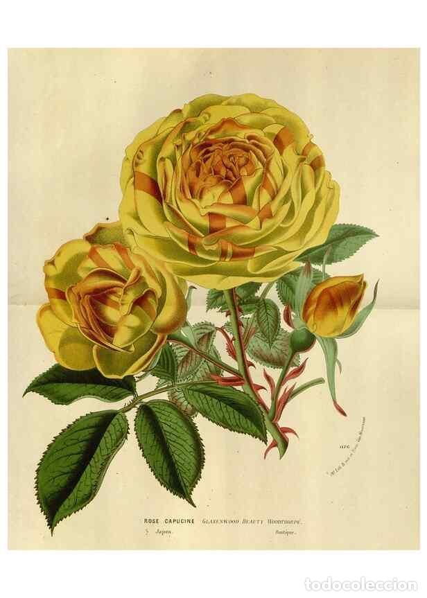 Collectionnisme de Revues et Journaux: Reproducci&oacute;n/Reproduction 49588519492: Flore des serres et des jardins de l'Europe. A Gand :chez Lou