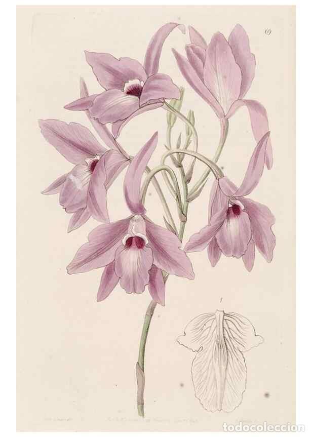Collectionnisme de Revues et Journaux: Reproducci&oacute;n/Reproduction 49817969712: Edwards's botanical register.. London :James Ridgway,1829-184