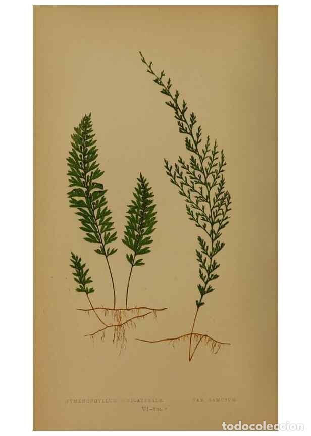 Collection Magazines and Newspapers: Reproducci&oacute;n/Reproduction 49628747912: Ferns: British and exotic.... London,Groombridge and Sons,185
