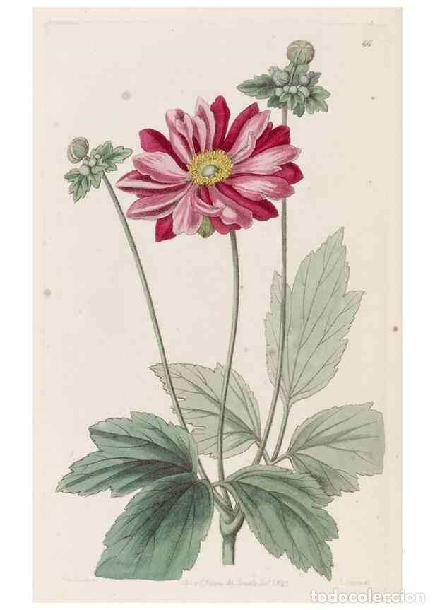 Collection Magazines and Newspapers: Reproducci&oacute;n/Reproduction 49817968767: Edwards's botanical register.. London :James Ridgway,1829-184