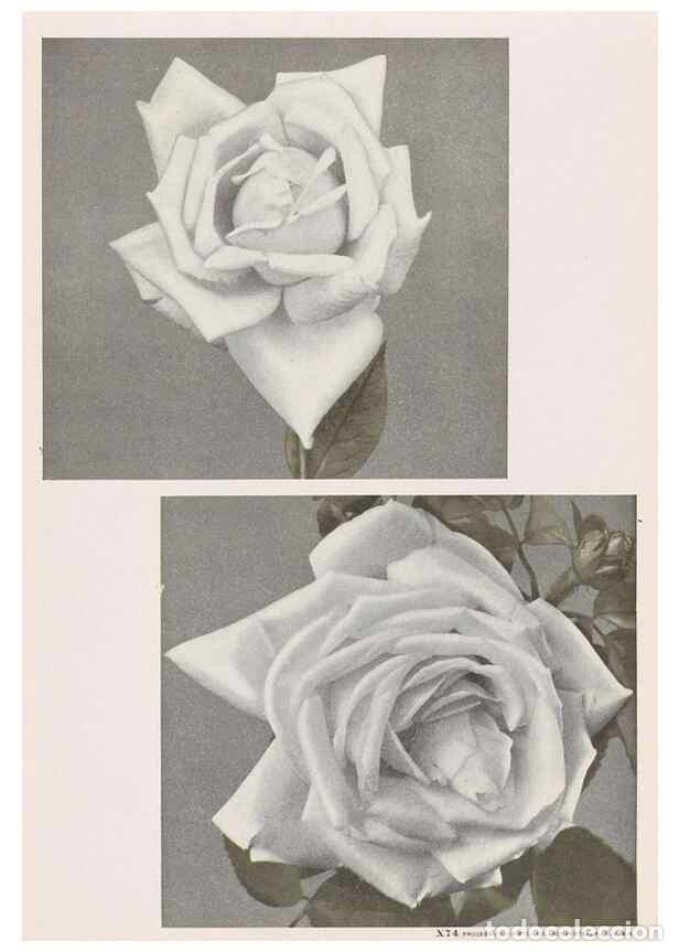 Collection Magazines and Newspapers: Reproducci&oacute;n/Reproduction 49830671453: Descriptive plate-book. Newark, N.Y. :Knight & Bostwick,[19--