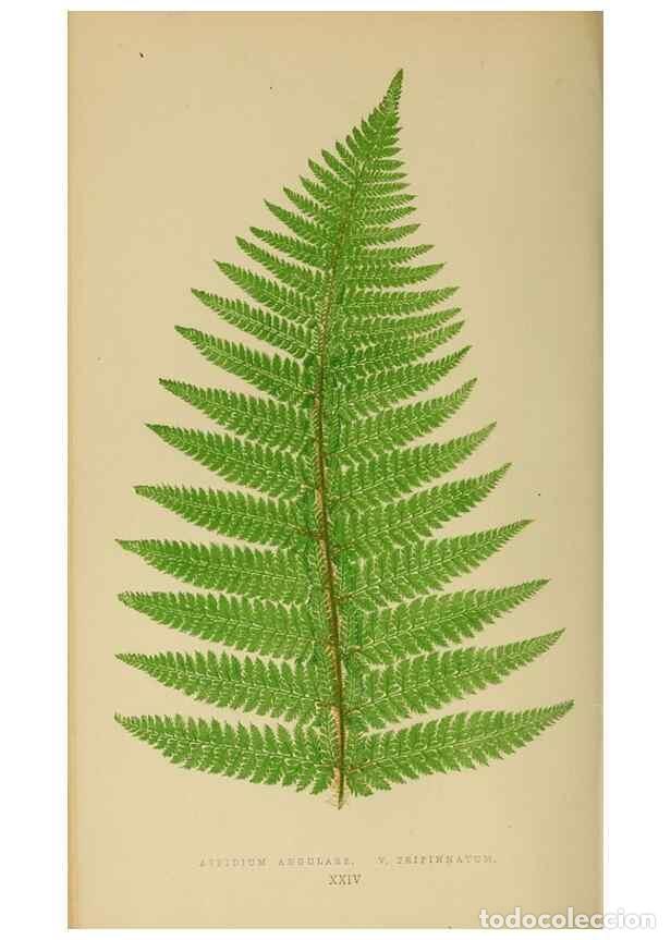 Collection Magazines and Newspapers: Reproducci&oacute;n/Reproduction 49627499237: Ferns: British and exotic.... London,Groombridge and Sons,185