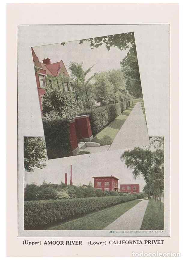 Collection Magazines and Newspapers: Reproducci&oacute;n/Reproduction 49831508557: Descriptive plate-book. Newark, N.Y. :Knight & Bostwick,[19--