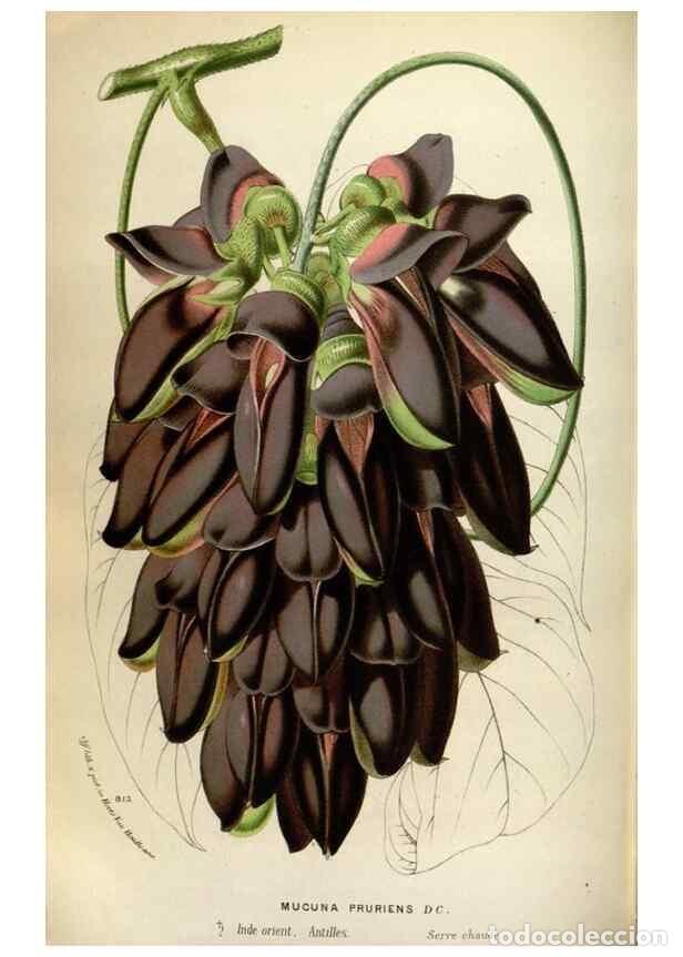 Collection Magazines and Newspapers: Reproducci&oacute;n/Reproduction 49587564428: Flore des serres et des jardins de l'Europe. A Gand :chez Lou