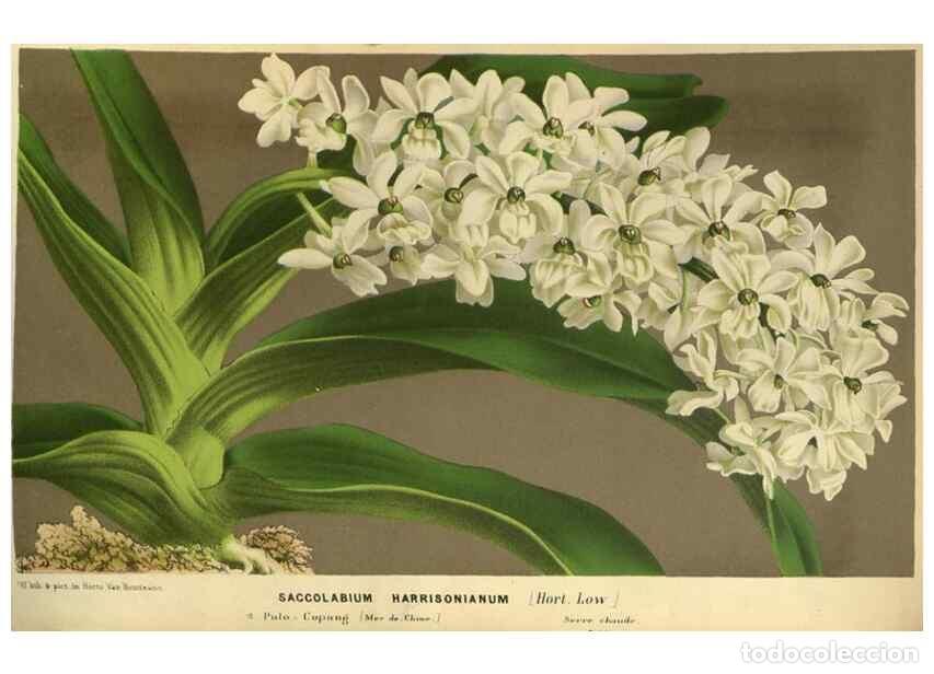 Collection Magazines and Newspapers: Reproducci&oacute;n/Reproduction 49588871697: Flore des serres et des jardins de l'Europe. A Gand :chez Lou