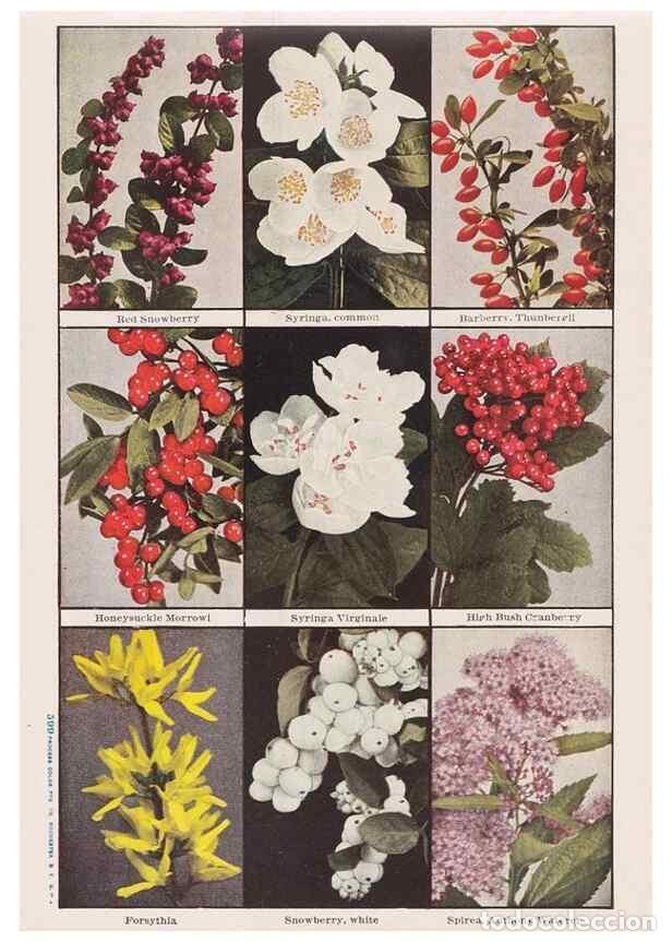 Collection Magazines and Newspapers: Reproducci&oacute;n/Reproduction 49831494487: Descriptive plate-book. Newark, N.Y. :Knight & Bostwick,[19--