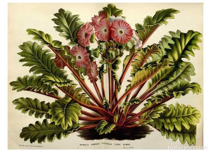 Collection Magazines and Newspapers: Reproducci&oacute;n/Reproduction 49587881428: Flore des serres et des jardins de l'Europe. A Gand :chez Lou