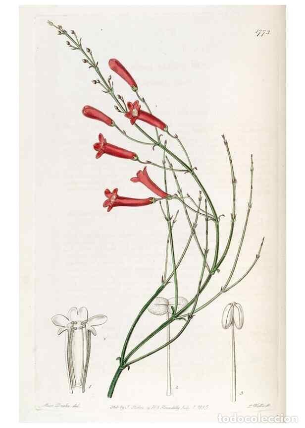 Collection Magazines and Newspapers: Reproducci&oacute;n/Reproduction 49821954118: Edwards's botanical register.. London :James Ridgway,1829-184