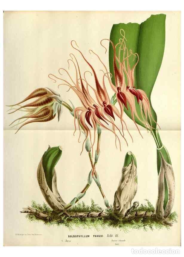 Collection Magazines and Newspapers: Reproducci&oacute;n/Reproduction 49588601457: Flore des serres et des jardins de l'Europe. A Gand :chez Lou