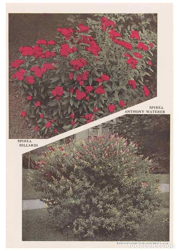 Collection Magazines and Newspapers: Reproducci&oacute;n/Reproduction 49831503077: Descriptive plate-book. Newark, N.Y. :Knight & Bostwick,[19--