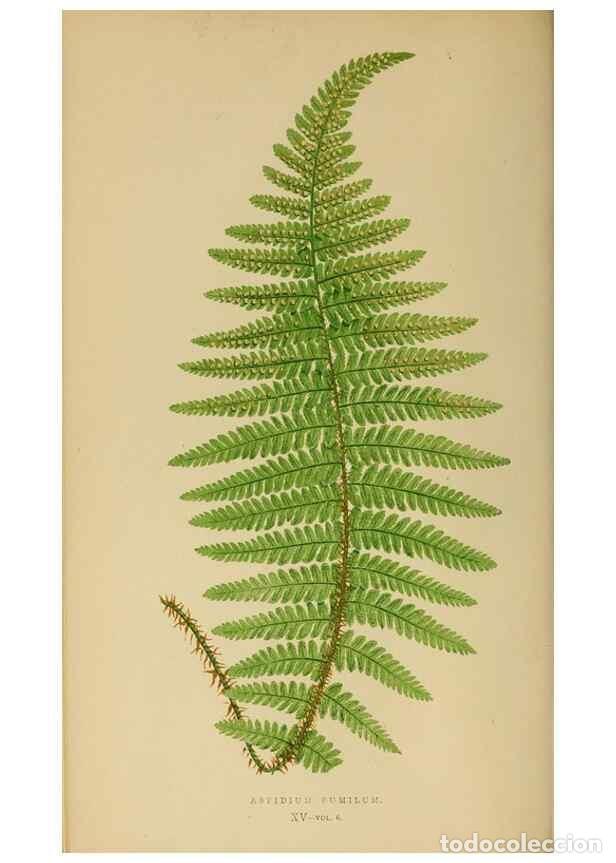 Collection Magazines and Newspapers: Reproducci&oacute;n/Reproduction 49627224446: Ferns: British and exotic.... London,Groombridge and Sons,185