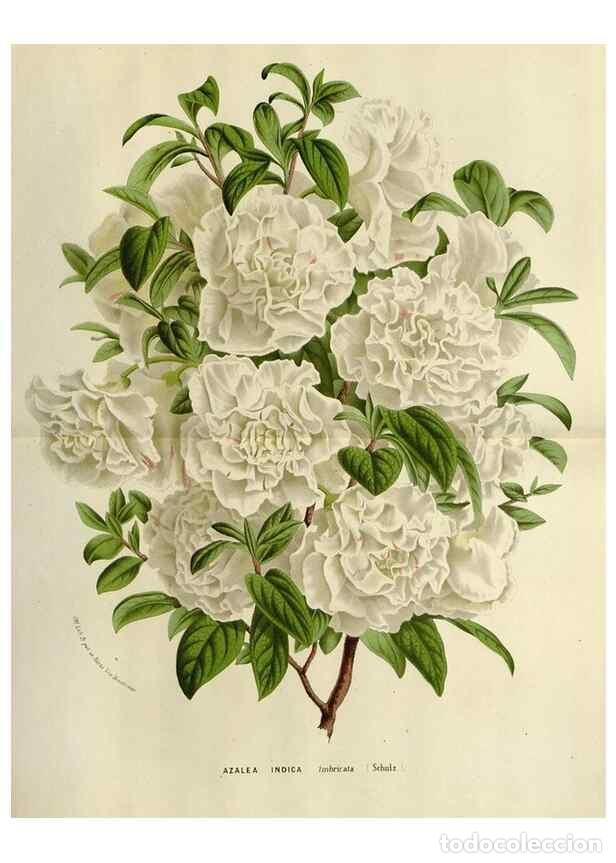 Collection Magazines and Newspapers: Reproducci&oacute;n/Reproduction 49588604167: Flore des serres et des jardins de l'Europe. A Gand :chez Lou