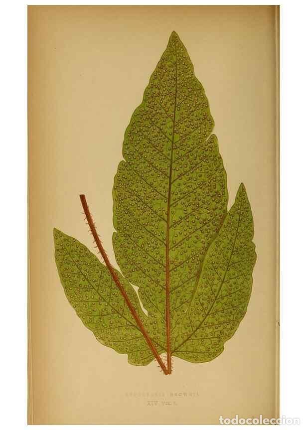 Collection Magazines and Newspapers: Reproducci&oacute;n/Reproduction 49628467152: Ferns: British and exotic.... London,Groombridge and Sons,185