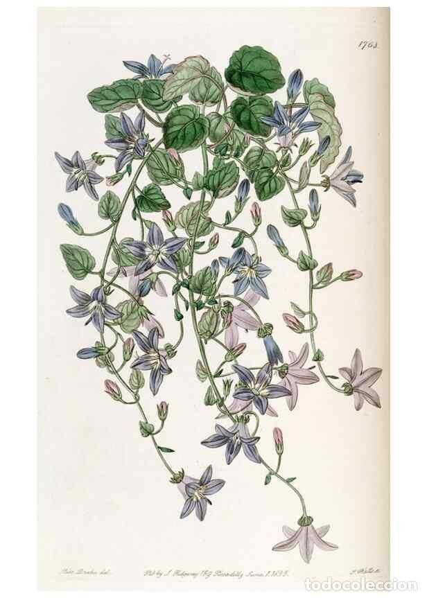 Collection Magazines and Newspapers: Reproducci&oacute;n/Reproduction 49822490691: Edwards's botanical register.. London :James Ridgway,1829-184