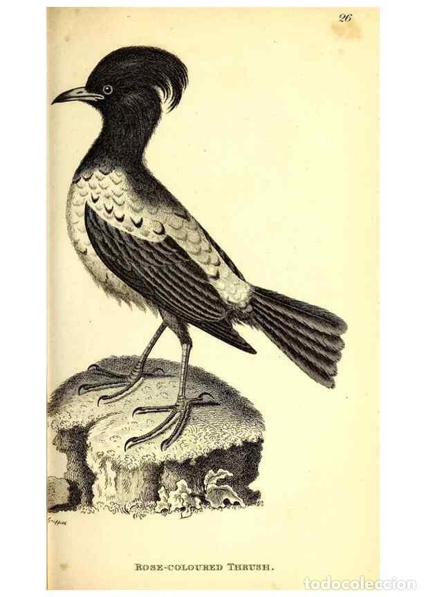 Collection Magazines and Newspapers: Reproducci&oacute;n/Reproduction 49830118468: General zoology, or Systematic natural history. London,Printe