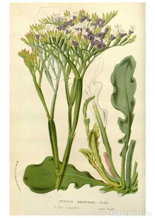 Collection Magazines and Newspapers: Reproducci&oacute;n/Reproduction 49588360926: Flore des serres et des jardins de l'Europe. A Gand :chez Lou