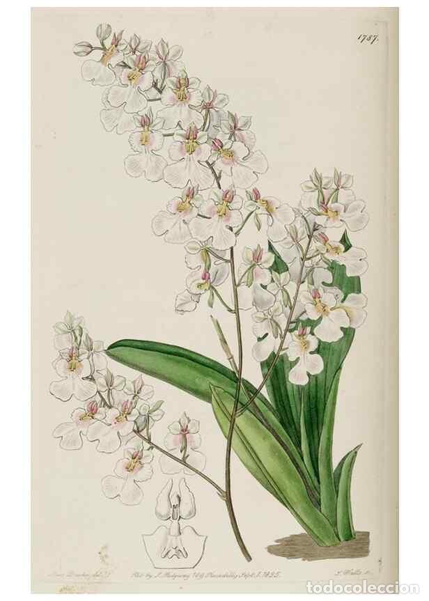 Collection Magazines and Newspapers: Reproducci&oacute;n/Reproduction 49822811727: Edwards's botanical register.. London :James Ridgway,1829-184