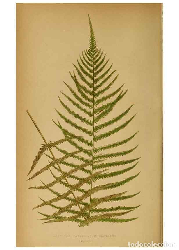 Collection Magazines and Newspapers: Reproducci&oacute;n/Reproduction 49627673963: Ferns: British and exotic.... London,Groombridge and Sons,185
