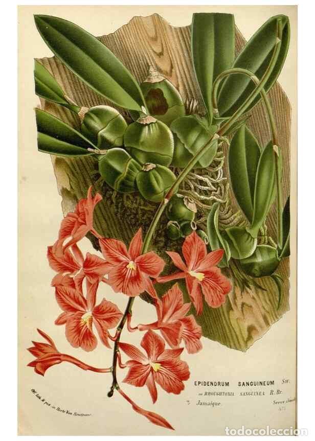 Collection Magazines and Newspapers: Reproducci&oacute;n/Reproduction 49587875063: Flore des serres et des jardins de l'Europe. A Gand :chez Lou