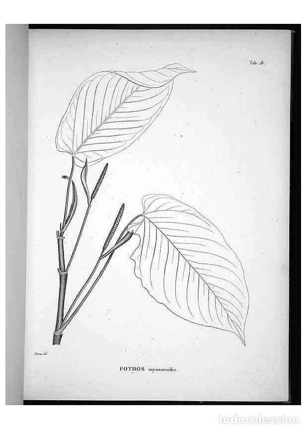 Collection Magazines and Newspapers: Reproducci&oacute;n/Reproduction 49556610612: Nova genera et species plantarum :. Antverpiae :Ex officina C