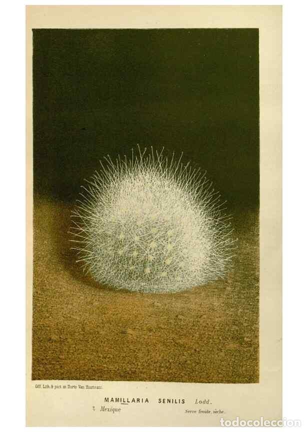 Collection Magazines and Newspapers: Reproducci&oacute;n/Reproduction 49588503562: Flore des serres et des jardins de l'Europe. A Gand :chez Lou