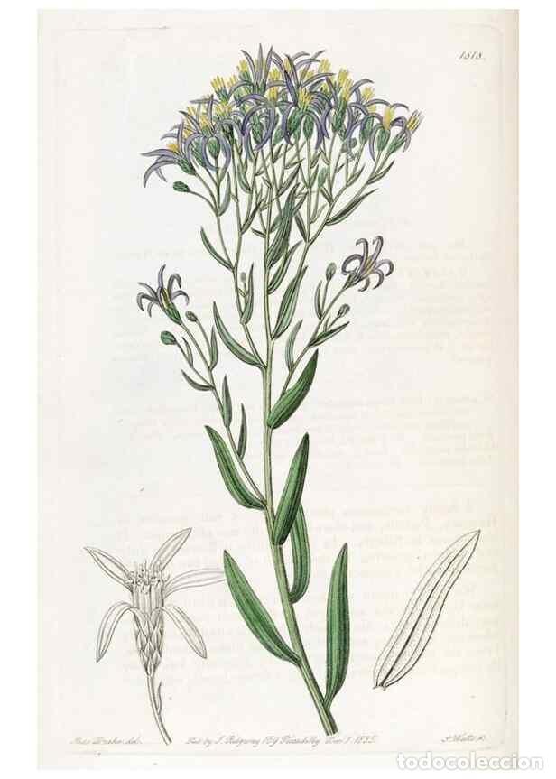 Collection Magazines and Newspapers: Reproducci&oacute;n/Reproduction 49822828677: Edwards's botanical register.. London :James Ridgway,1829-184