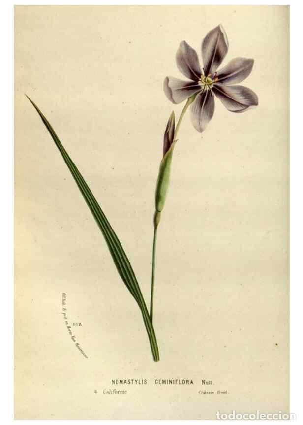 Collection Magazines and Newspapers: Reproducci&oacute;n/Reproduction 49587768968: Flore des serres et des jardins de l'Europe. A Gand :chez Lou