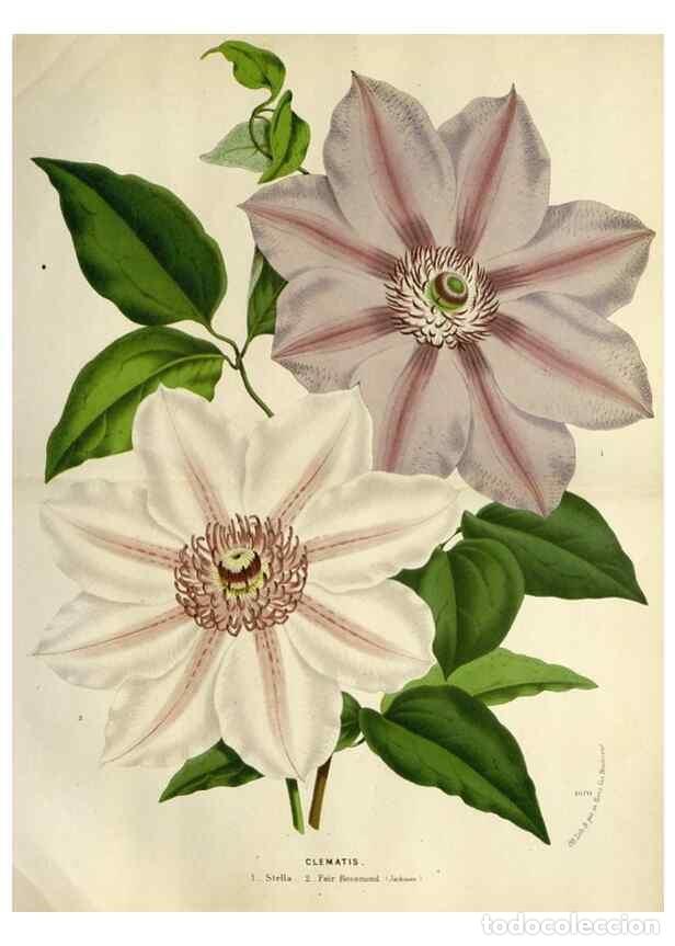 Collection Magazines and Newspapers: Reproducci&oacute;n/Reproduction 49588375051: Flore des serres et des jardins de l'Europe. A Gand :chez Lou