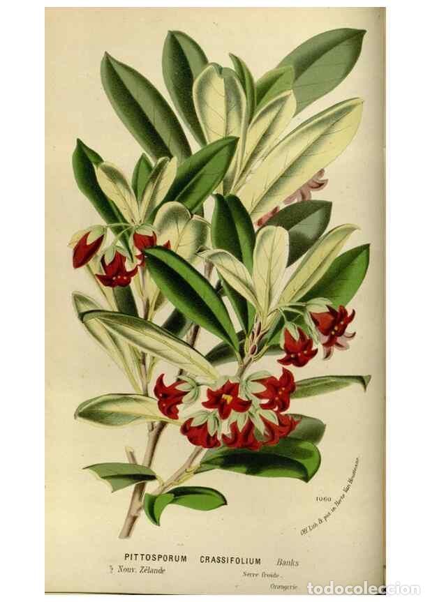 Collection Magazines and Newspapers: Reproducci&oacute;n/Reproduction 49587764438: Flore des serres et des jardins de l'Europe. A Gand :chez Lou