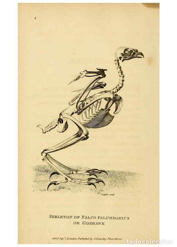 Collection Magazines and Newspapers: Reproducci&oacute;n/Reproduction 49830726716: General zoology, or Systematic natural history. London,Printe