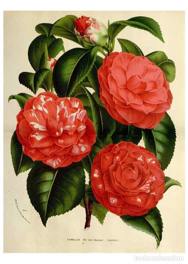 Collection Magazines and Newspapers: Reproducci&oacute;n/Reproduction 49588622252: Flore des serres et des jardins de l'Europe. A Gand :chez Lou