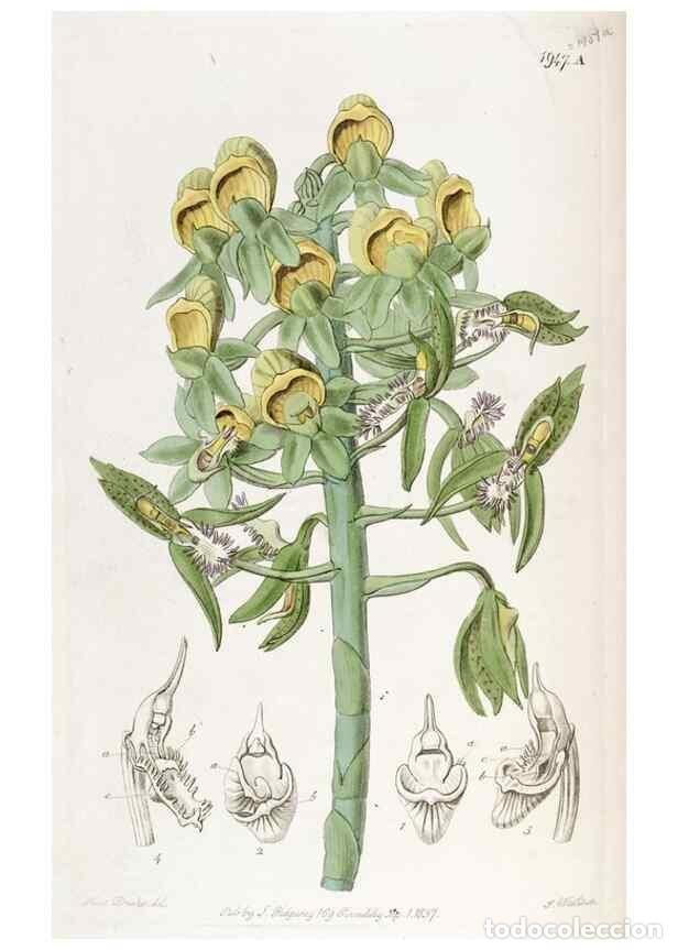 Collezionismo di Riviste e Giornali: Reproducci&oacute;n/Reproduction 49821493408: Edwards's botanical register.. London :James Ridgway,1829-184