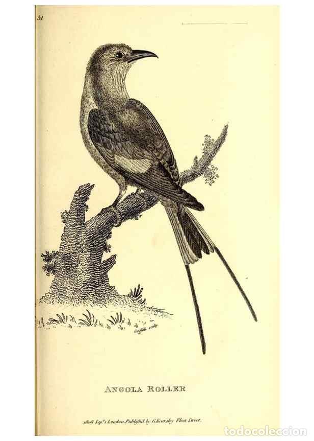 Collezionismo di Riviste e Giornali: Reproducci&oacute;n/Reproduction 49830380657: General zoology, or Systematic natural history. London,Printe