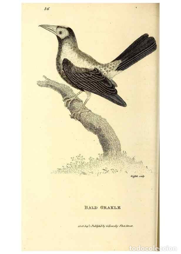 Collezionismo di Riviste e Giornali: Reproducci&oacute;n/Reproduction 49830383107: General zoology, or Systematic natural history. London,Printe