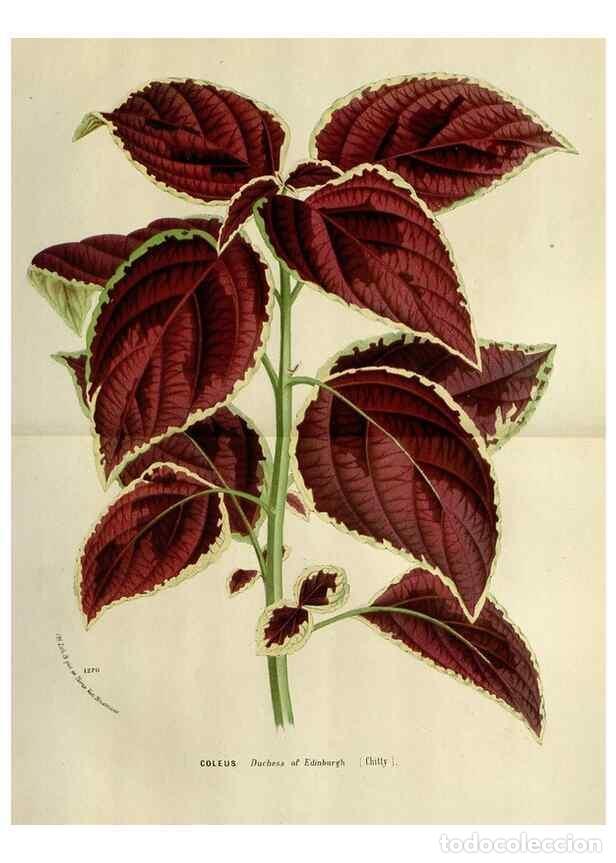 Collezionismo di Riviste e Giornali: Reproducci&oacute;n/Reproduction 49588604817: Flore des serres et des jardins de l'Europe. A Gand :chez Lou