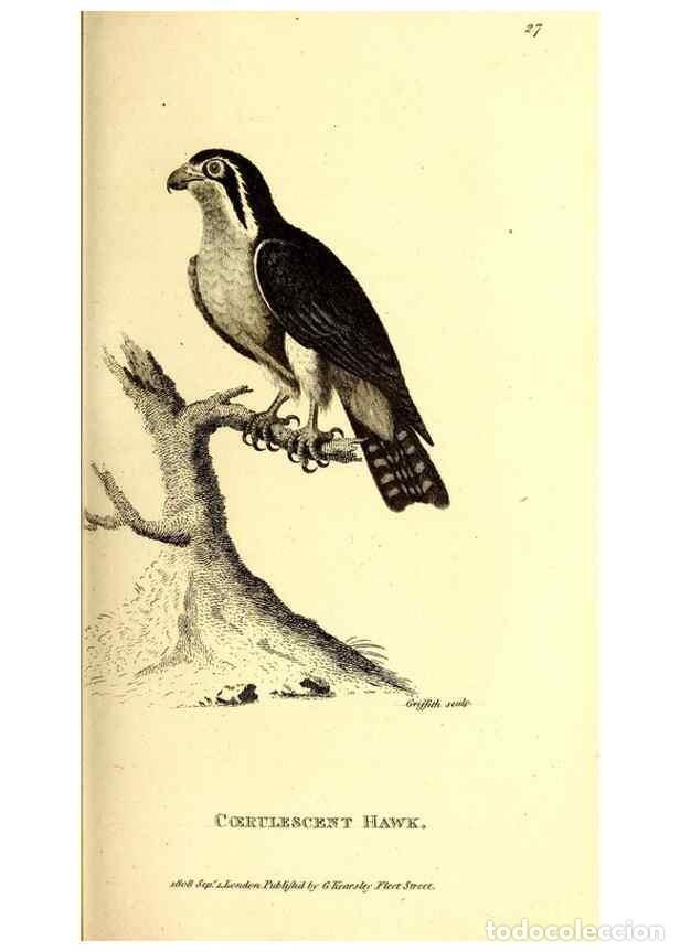 Collezionismo di Riviste e Giornali: Reproducci&oacute;n/Reproduction 49830060866: General zoology, or Systematic natural history. London,Printe