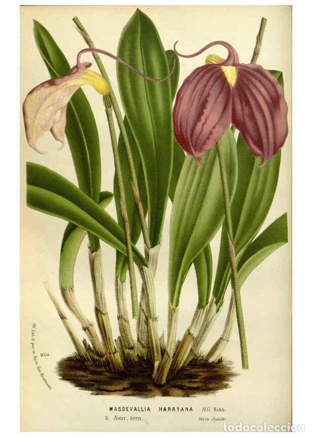 Collezionismo di Riviste e Giornali: Reproducci&oacute;n/Reproduction 49588280241: Flore des serres et des jardins de l'Europe. A Gand :chez Lou