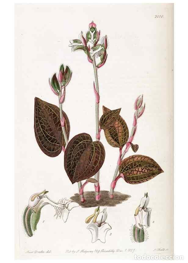 Collezionismo di Riviste e Giornali: Reproducci&oacute;n/Reproduction 49822435782: Edwards's botanical register.. London :James Ridgway,1829-184