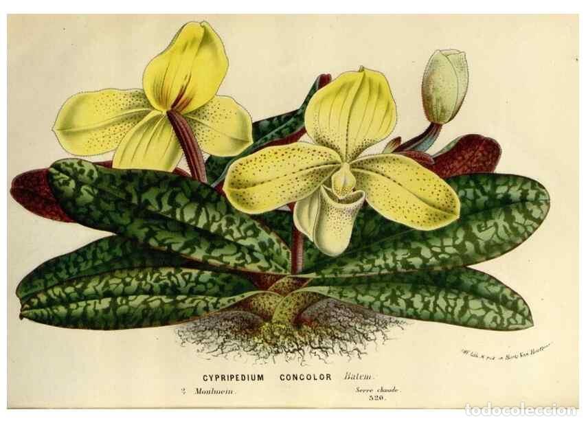 Collection Magazines and Newspapers: Reproducci&oacute;n/Reproduction 49587876953: Flore des serres et des jardins de l'Europe. A Gand :chez Lou