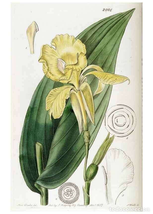 Sammeln von Zeitschriften und Zeitungen: Reproducci&oacute;n/Reproduction 49821582028: Edwards's botanical register.. London :James Ridgway,1829-184