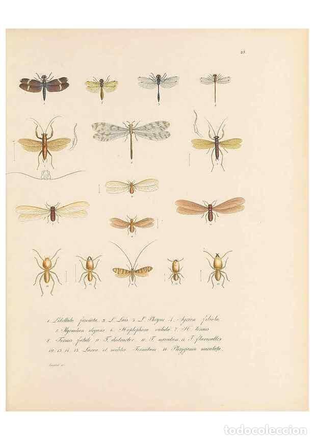Sammeln von Zeitschriften und Zeitungen: Reproducci&oacute;n/Reproduction 49431530427: Delectus animalium articulatorum :. Monachii :Impensis Editor