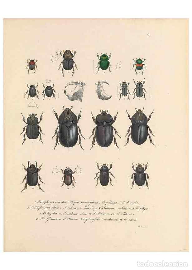 Sammeln von Zeitschriften und Zeitungen: Reproducci&oacute;n/Reproduction 49430827318: Delectus animalium articulatorum :. Monachii :Impensis Editor