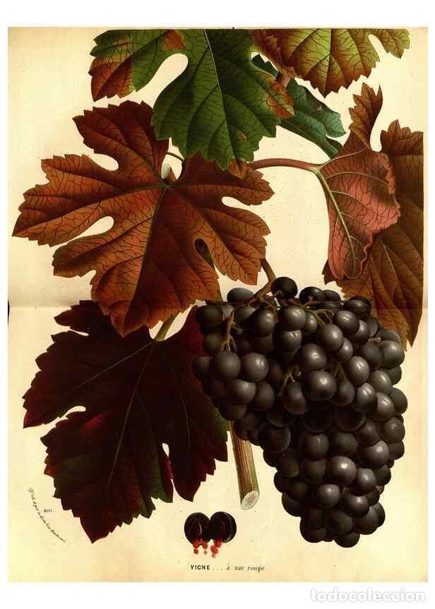 Collection Magazines and Newspapers: Reproducci&oacute;n/Reproduction 49588130331: Flore des serres et des jardins de l'Europe. A Gand :chez Lou