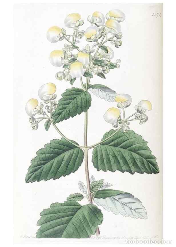 Coleccionismo de Revistas y Peri&oacute;dicos: Reproducci&oacute;n/Reproduction 49825344081: Edwards's botanical register.. London :James Ridgway,1829-184