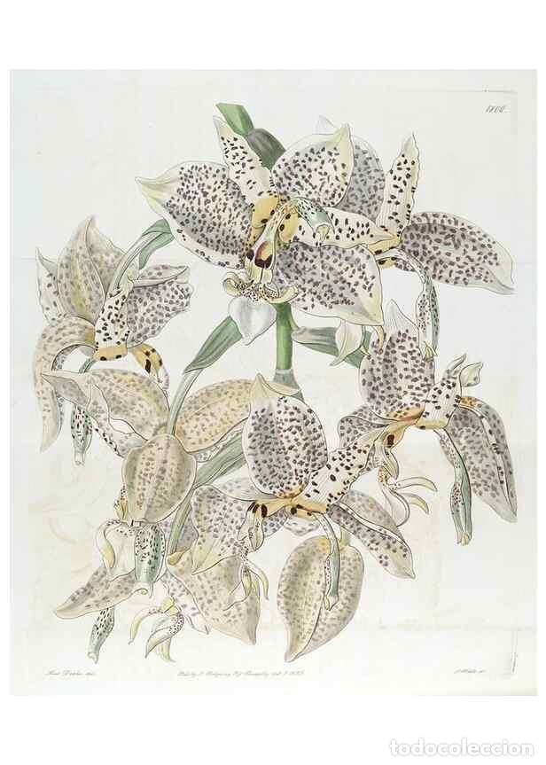 Coleccionismo de Revistas y Peri&oacute;dicos: Reproducci&oacute;n/Reproduction 49821970068: Edwards's botanical register.. London :James Ridgway,1829-184