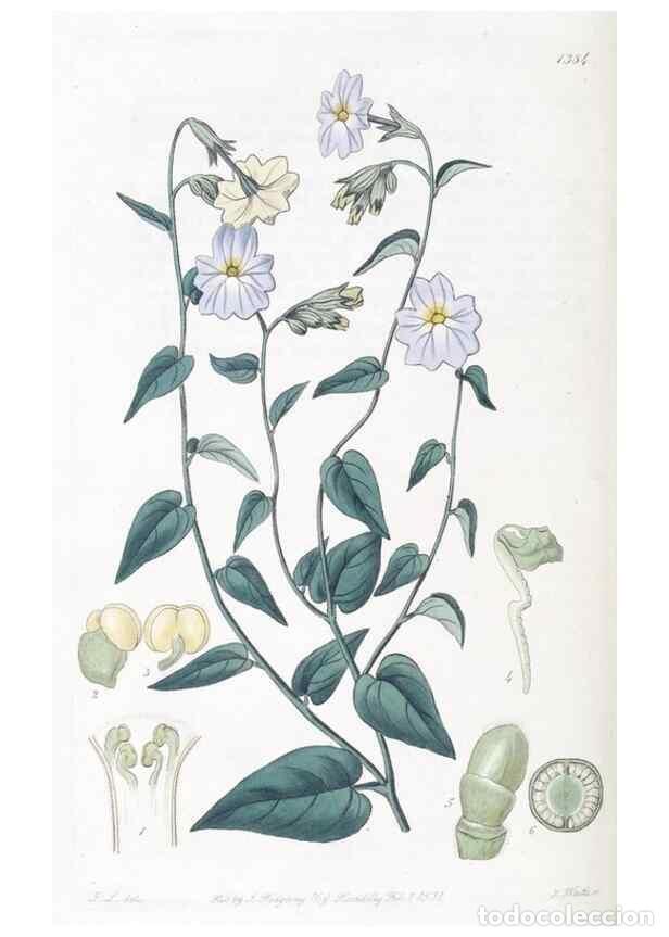 Coleccionismo de Revistas y Peri&oacute;dicos: Reproducci&oacute;n/Reproduction 49825667492: Edwards's botanical register.. London :James Ridgway,1829-184