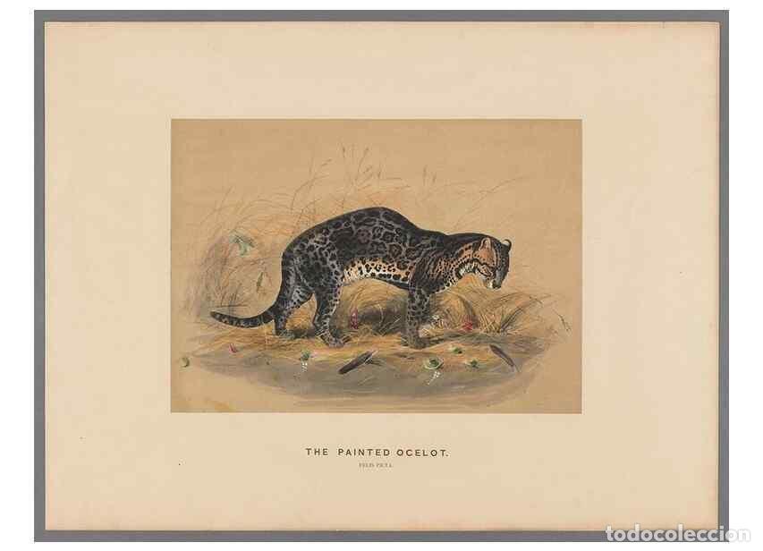 Coleccionismo de Revistas y Peri&oacute;dicos: Reproducci&oacute;n/Reproduction 49418602358: Zoological sketches /. London :Henry Graves,1861-1867.. - Wol